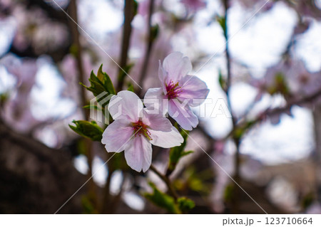 【京都風景】祇園白川の桜は艶やかな装い 123710664