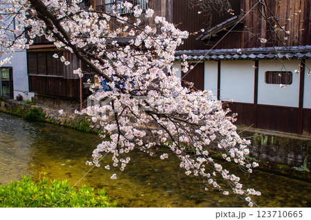 【京都風景】祇園白川の桜は艶やかな装い 【京都風景】祇園白川の桜は艶やかな装い 123710665