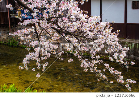 【京都風景】祇園白川の桜は艶やかな装い 123710666