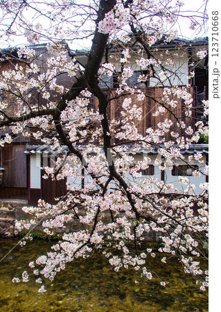 【京都風景】祇園白川の桜は艶やかな装い 123710668