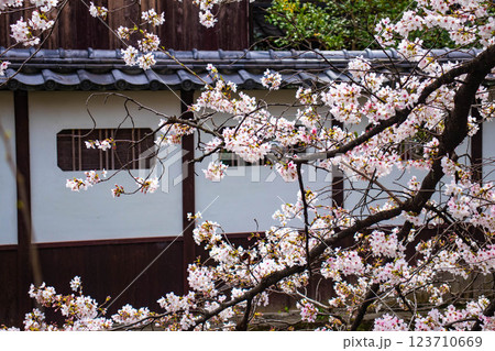 【京都風景】祇園白川の桜は艶やかな装い 123710669