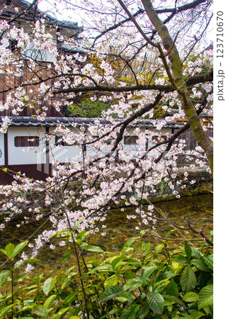 【京都風景】祇園白川の桜は艶やかな装い 123710670
