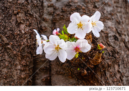 【京都風景】祇園白川の桜は艶やかな装い 123710671
