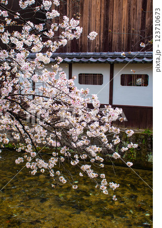 【京都風景】祇園白川の桜は艶やかな装い 123710673