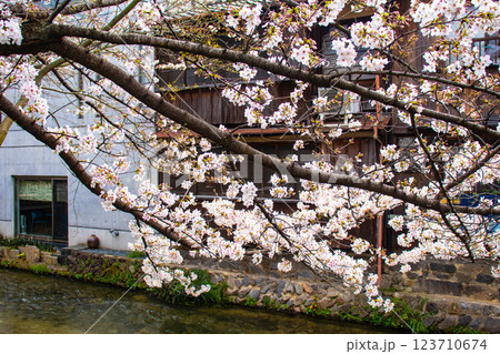 【京都風景】祇園白川の桜は艶やかな装い 123710674