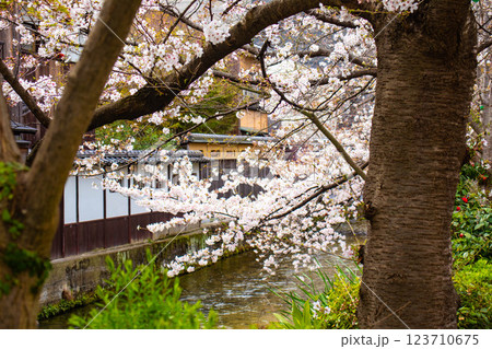 【京都風景】祇園白川の桜は艶やかな装い 【京都風景】祇園白川の桜は艶やかな装い 123710675