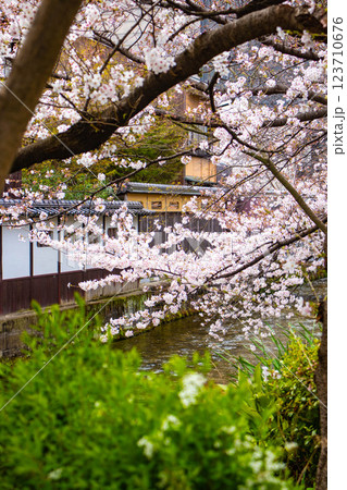 【京都風景】祇園白川の桜は艶やかな装い 123710676