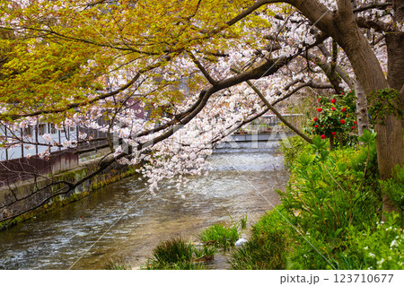 【京都風景】祇園白川の桜は艶やかな装い 123710677