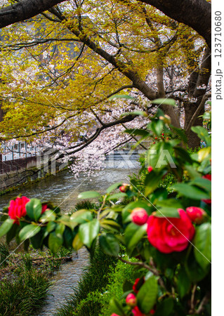 【京都風景】祇園白川の桜は艶やかな装い 【京都風景】祇園白川の桜は艶やかな装い 123710680