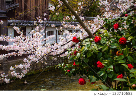 【京都風景】祇園白川の桜は艶やかな装い 123710682