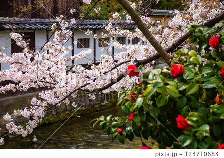 【京都風景】祇園白川の桜は艶やかな装い 【京都風景】祇園白川の桜は艶やかな装い 123710683