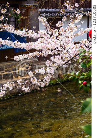 【京都風景】祇園白川の桜は艶やかな装い 123710688
