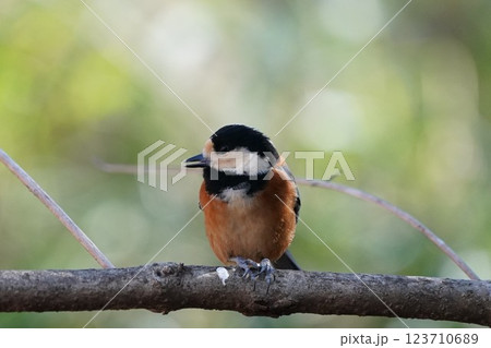 ヤマガラ 123710689