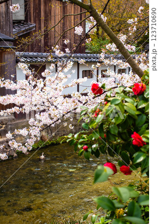【京都風景】祇園白川の桜は艶やかな装い 123710690