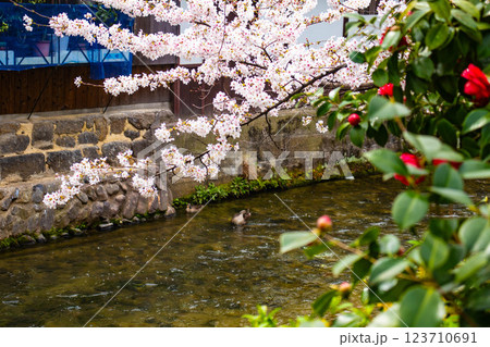 【京都風景】祇園白川の桜は艶やかな装い 123710691