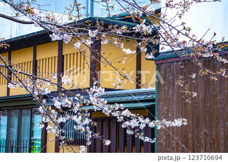 【京都風景】祇園白川の桜は艶やかな装い 123710694