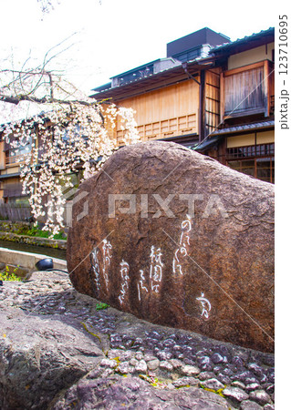 【京都風景】祇園白川の桜は艶やかな装い 123710695