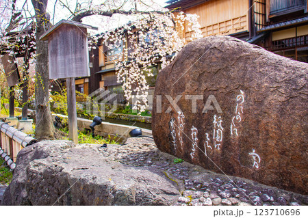 【京都風景】祇園白川の桜は艶やかな装い 【京都風景】祇園白川の桜は艶やかな装い 123710696