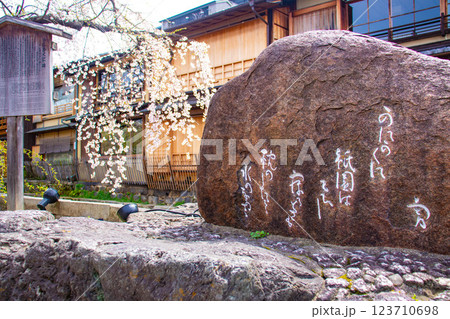 【京都風景】祇園白川の桜は艶やかな装い 123710698