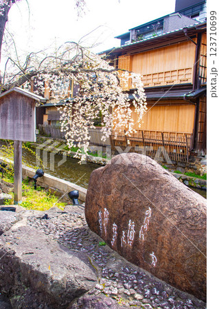 【京都風景】祇園白川の桜は艶やかな装い 123710699