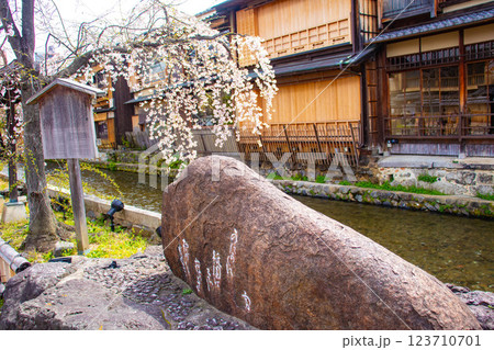 【京都風景】祇園白川の桜は艶やかな装い 123710701