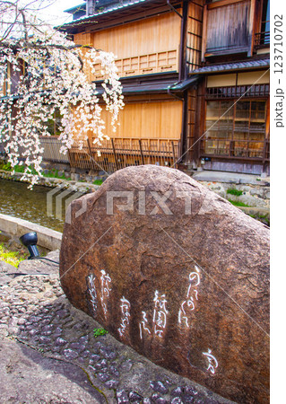 【京都風景】祇園白川の桜は艶やかな装い 123710702