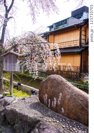 【京都風景】祇園白川の桜は艶やかな装い 123710703