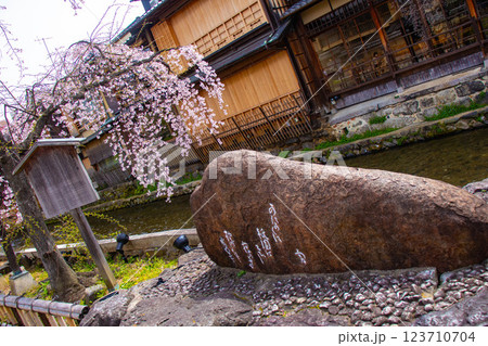 【京都風景】祇園白川の桜は艶やかな装い 123710704
