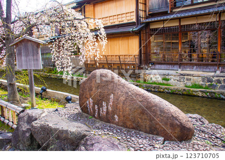 【京都風景】祇園白川の桜は艶やかな装い 123710705