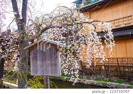 【京都風景】祇園白川の桜は艶やかな装い 123710707