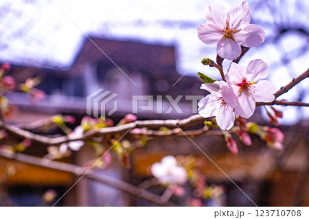 【京都風景】祇園白川の桜は艶やかな装い 123710708