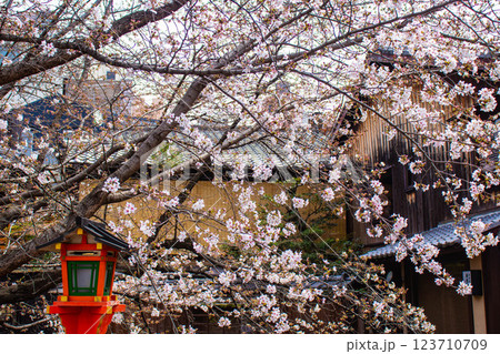 【京都風景】祇園白川の桜は艶やかな装い 123710709