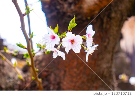 【京都風景】祇園白川の桜は艶やかな装い 123710712