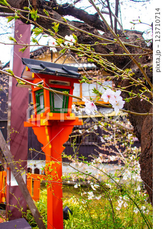 【京都風景】祇園白川の桜は艶やかな装い 123710714
