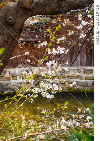 【京都風景】祇園白川の桜は艶やかな装い 【京都風景】祇園白川の桜は艶やかな装い 123710715