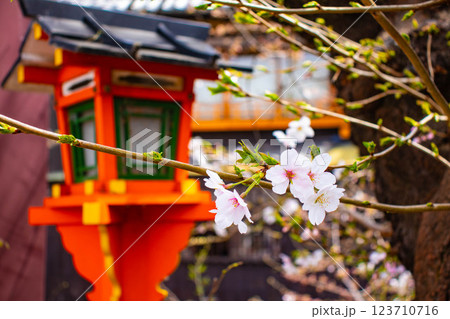 【京都風景】祇園白川の桜は艶やかな装い 123710716