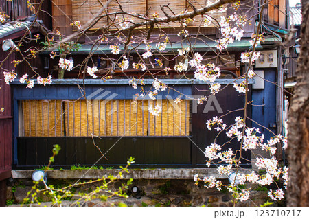【京都風景】祇園白川の桜は艶やかな装い 123710717