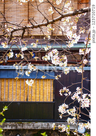 【京都風景】祇園白川の桜は艶やかな装い 123710719