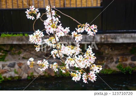 【京都風景】祇園白川の桜は艶やかな装い 123710720