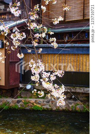 【京都風景】祇園白川の桜は艶やかな装い 123710721