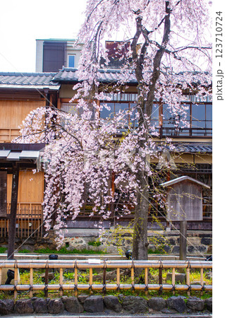 【京都風景】祇園白川の桜は艶やかな装い 【京都風景】祇園白川の桜は艶やかな装い 123710724
