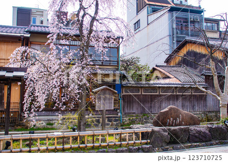 【京都風景】祇園白川の桜は艶やかな装い 123710725