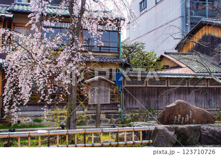 【京都風景】祇園白川の桜は艶やかな装い 【京都風景】祇園白川の桜は艶やかな装い 123710726