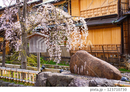 【京都風景】祇園白川の桜は艶やかな装い 123710730