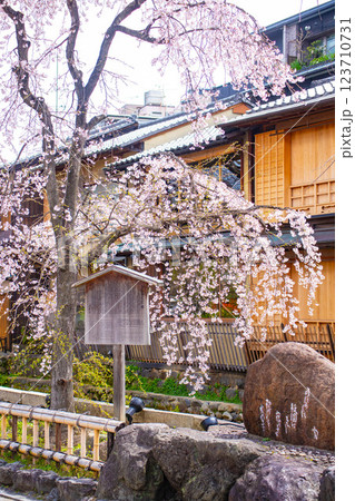 【京都風景】祇園白川の桜は艶やかな装い 【京都風景】祇園白川の桜は艶やかな装い 123710731