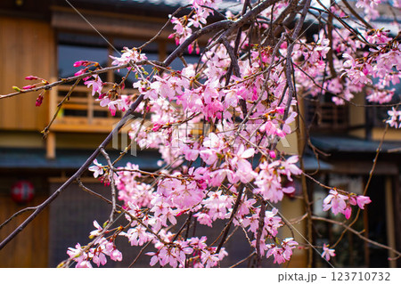 【京都風景】祇園白川の桜は艶やかな装い 123710732