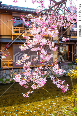 【京都風景】祇園白川の桜は艶やかな装い 123710733