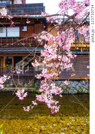 【京都風景】祇園白川の桜は艶やかな装い 123710734