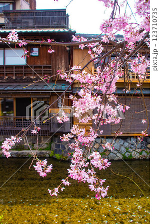 【京都風景】祇園白川の桜は艶やかな装い 123710735