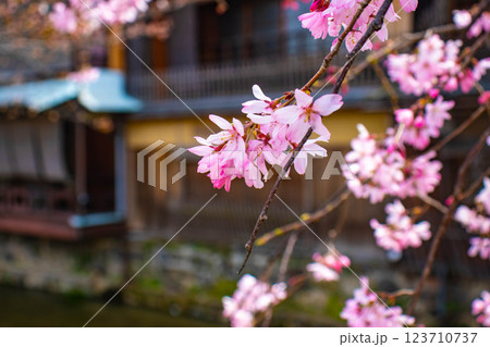 【京都風景】祇園白川の桜は艶やかな装い 123710737